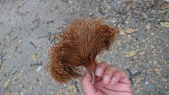 Pseudobombax guayasense