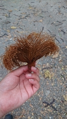 Pseudobombax guayasense