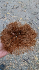 Pseudobombax guayasense