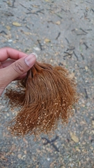 Pseudobombax guayasense