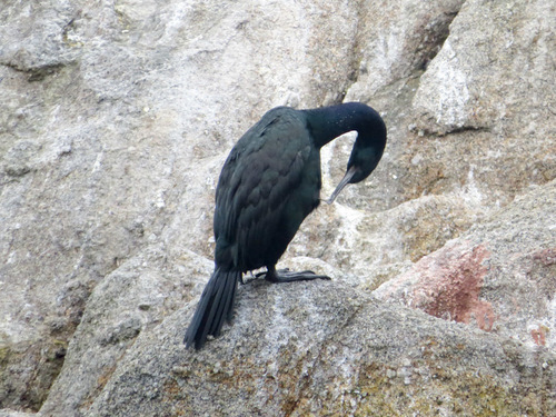 Urile pelagicus