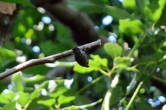 Picumnus albosquamatus