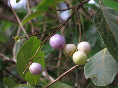 Gmelina fasciculiflora