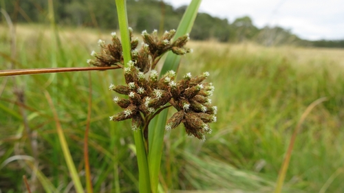 large-head club-sedge (Scirpus polystachyus)