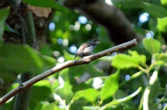 Picumnus albosquamatus