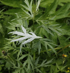 Artemisia vulgaris kamtschatica