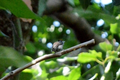Picumnus albosquamatus