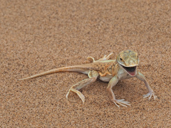 Meroles anchietae
