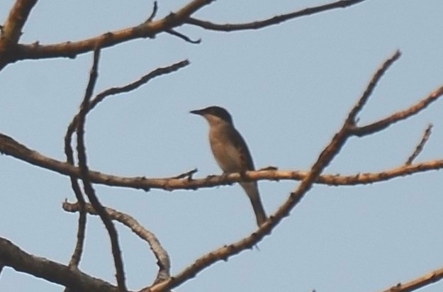 Malabar Woodshrike (Tephrodornis sylvicola), photo 8