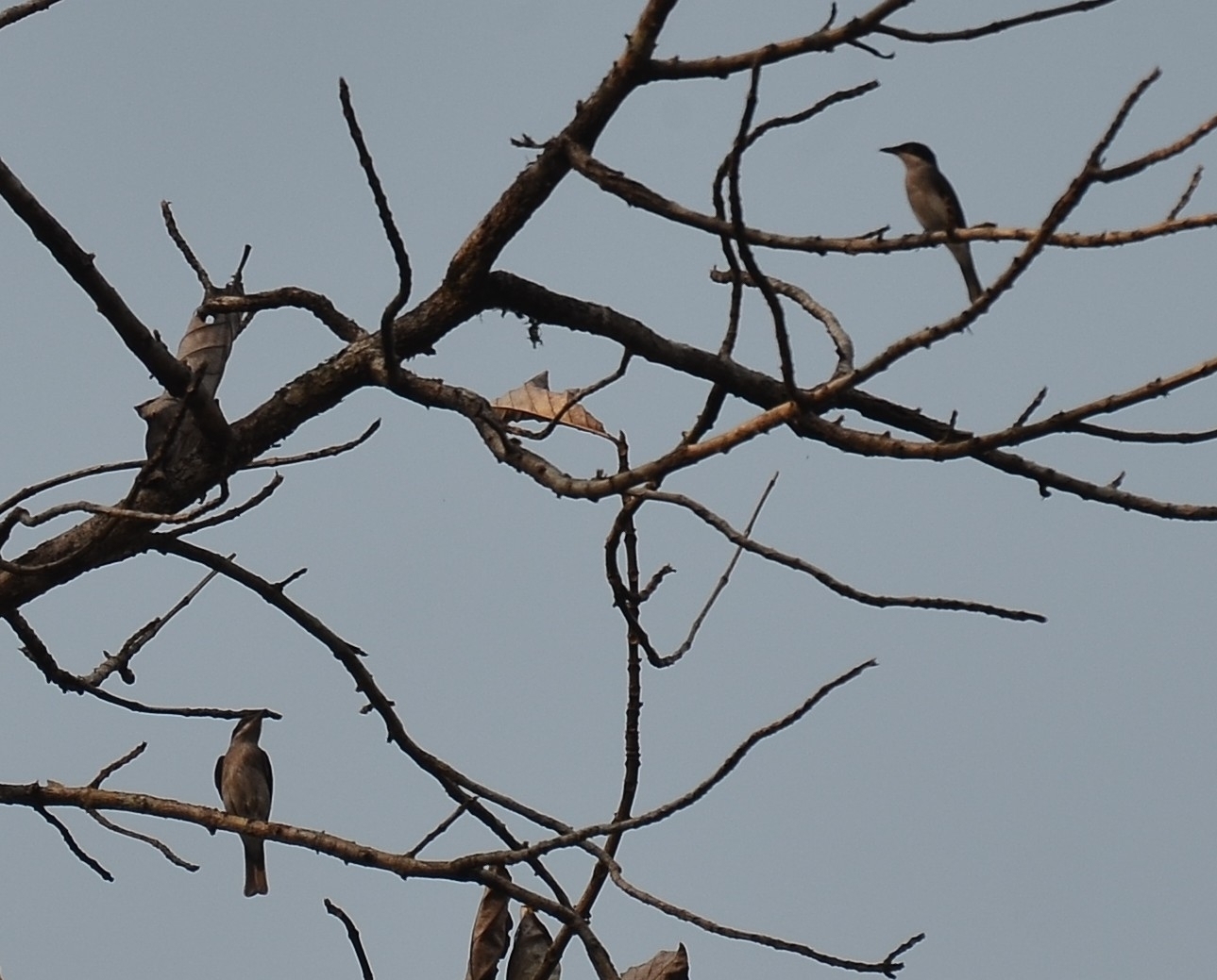 Malabar Woodshrike (Tephrodornis sylvicola), photo 9