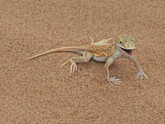 Meroles anchietae