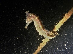 Hippocampus subelongatus