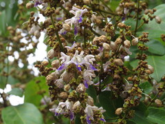 Gmelina fasciculiflora