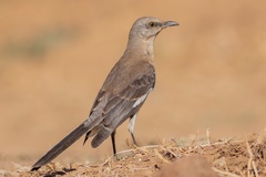 Mimus polyglottos leucopterus