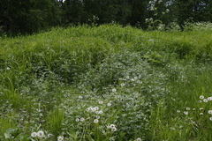 Artemisia vulgaris kamtschatica