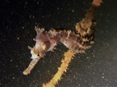 Hippocampus subelongatus