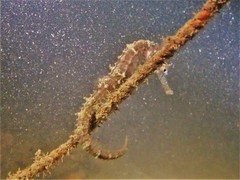 Hippocampus subelongatus