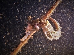 Hippocampus subelongatus