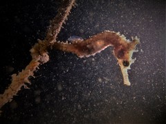 Hippocampus subelongatus