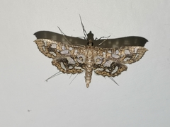 Nausinoe geometralis