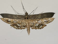 Nausinoe geometralis