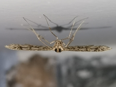 Nausinoe geometralis