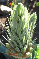 Veltheimia capensis