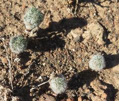 Eriospermum paradoxum