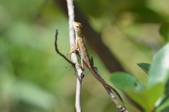 Calotes versicolor