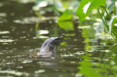 Varanus salvator macromaculatus