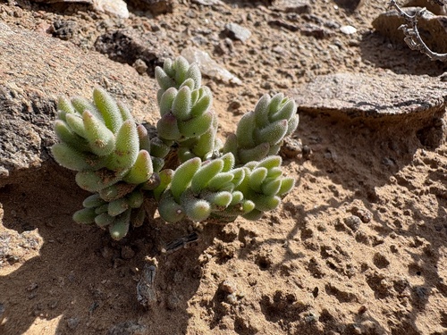 Mesembryanthemum tomentosum