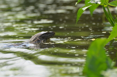 Varanus salvator macromaculatus
