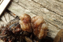 Asian Sea Squirt photo 5
