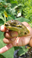 Apalone spinifera aspera