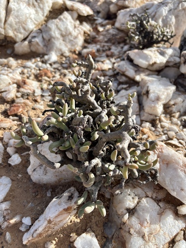 Tylecodon buchholzianus
