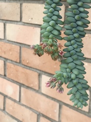 Sedum burrito