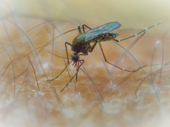 Ochlerotatus