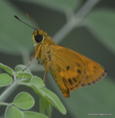 Oriens goloides