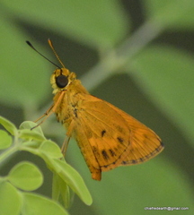 Oriens goloides