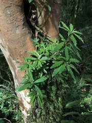 Lysionotus pauciflorus