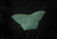 Maxates centrophylla