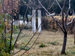 Streptopelia decaocto