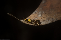 Epithymema helias