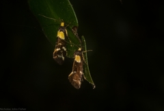 Epithymema helias