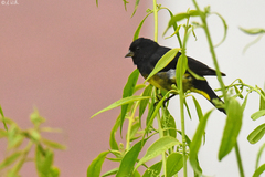 Spinus xanthogastrus