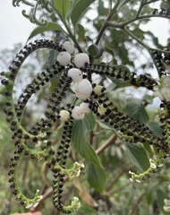 Tournefortia rufosericea