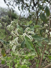 Tournefortia rufosericea