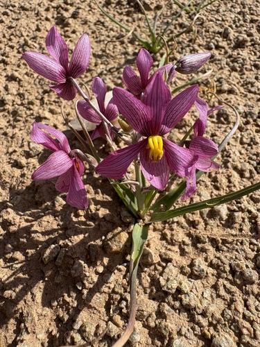 Cyanella ramosissima (Cyanella ramosissima)