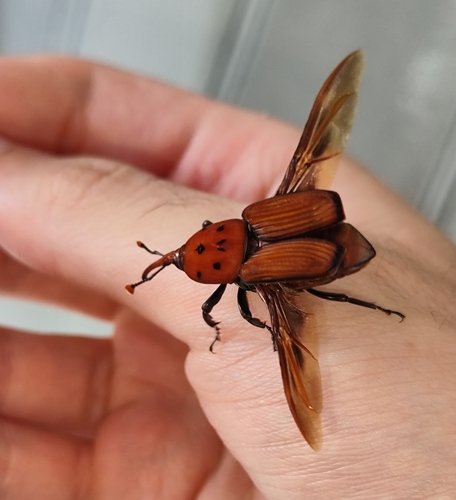 Photo of Red Palm Weevil (Rhynchophorus ferrugineus)