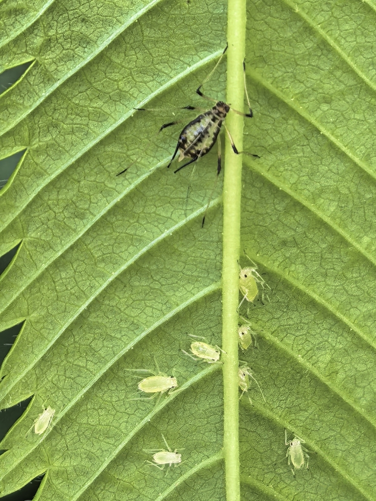Macrosiphum sorbi
